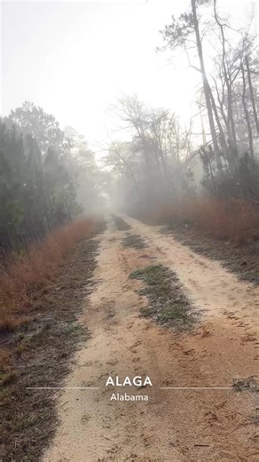 The Journey to Fitness with Field Trial Dogs