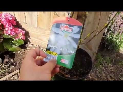 How to Plant Magnolia Stellatas