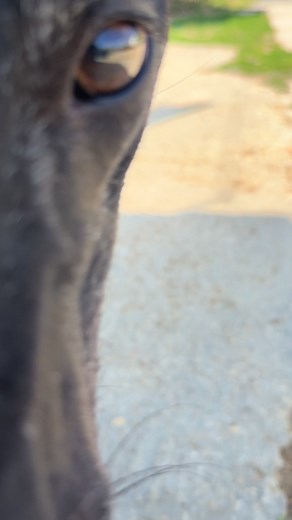 1.1K views | Retired Greyhounds in Need of Loving Homes on Reels | Facebook