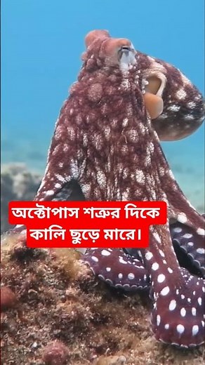 Octopus shoots ink at the enemy. defense of octopus by Shooting ink #octopus