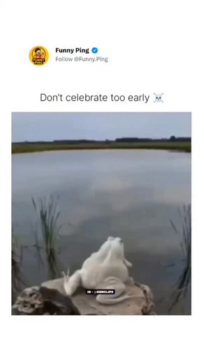 Funny Ping🎖️ on Instagram: "The video is a dramatic, high-speed sequence of the food chain in action:The Leap: It starts with a large white frog perched on a rock by the water. The frog spotted a small insect or dragonfly and took a massive, ambitious leap into the air to catch it.The Ambush: Just as the frog hit the water, a large fish (likely a Bass) lunged from the depths and swallowed the frog whole in a split second.The Grand Finale: Before the fish could even dive back down to enjoy its m