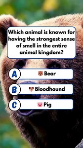 The Ultimate Super Sniffer! #quiz #riddles #trivia | Pediabox Lagecy