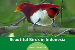 20 Beautiful Birds in Indonesia to Marvel at - Sonoma Birding