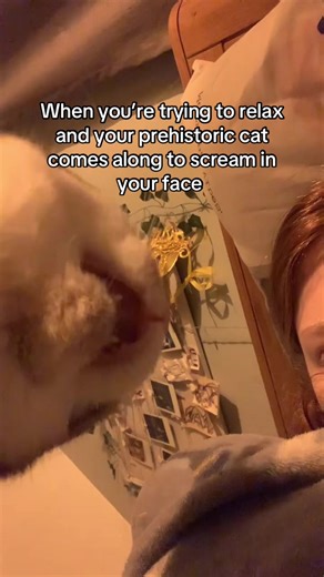 Relaxing with a Scream: Old Cat Shadows