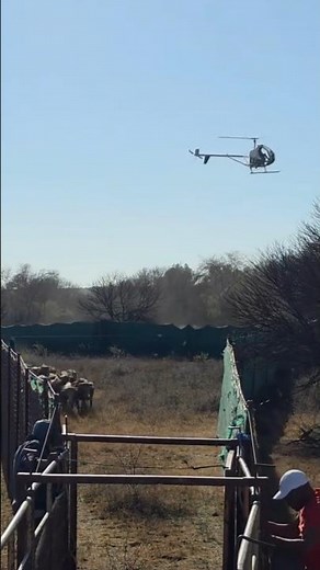 The Sky Shepherd #helicopter # #helicopterflight #aviation