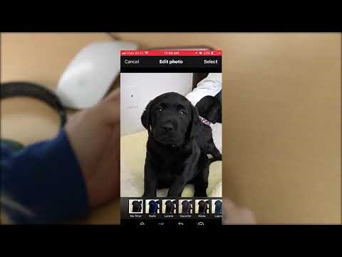 How To Add Alt Text to Twitter | AMI This Week