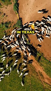 The LARGEST FARM IN THE WORLD 勞拏率 #dairyfarm #farmfacts #farm #farmers | WAY BACK HOME Reels | Facebook