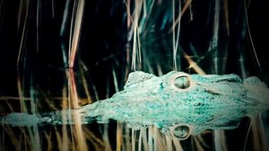 Scientists record first ever 'virgin birth' in endangered crocodile