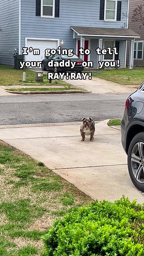 Barkley the Bulldog Adventures | Funny English Bulldog Compilation