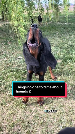 Black and Tan Coonhound: 15 Years of Hound Drama