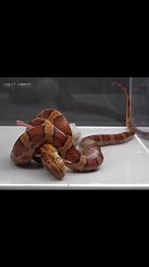 King python eating a white rat | Insect Forest