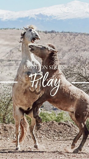 Ahh, playing and having fun - I think this one is so important to activate in both YOU and your horse when training! We have a horse for fun, right? That fun sadly often goes missing for both horses and humans and one thing we help people do through Connection Training is have a bloomin’ good time with your horse, and ensure your horse is having a ball, too!PLAY is an interesting one because we often think of high energy fast play. And, certainly, with horses, running and posturing is a common w