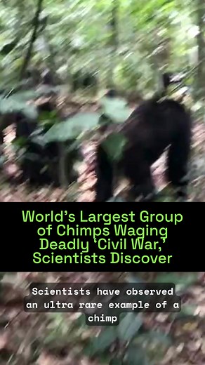 Scientists have observed an extremely rare chimpanzee “civil war,” a conflict that has killed at least seven adults and 17 infants, and which sheds new light on the nature of warfare in humans, according to a study published on Thursday in Science. Male chimpanzees are often aggressive to outsiders, but it is unusual for chimps to kill former members of their own social groups. Though Jane Goodall and her colleagues observed one famous example—the Gombe Chimpanzee War of the 1970s, which resulte
