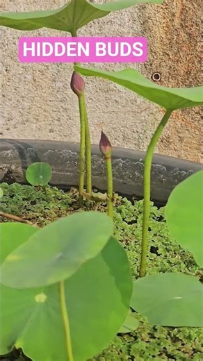 mini micro 🪷 lotus