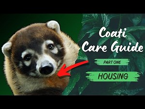 PET COATIMUNDI Care Guide - Housing & Enrichment