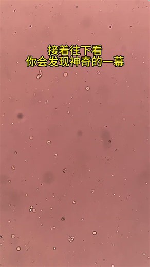 The World of Lard Under the Microscope