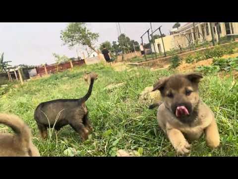 Curious Puppies Exploring Nature for the First Time 🌿🐶
