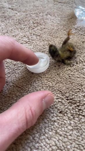 I swear he teleported at least 4 times in this video 😂 #fyp #foryoupage #fypシ #viralvideo #viral #birbs #cute #chicks #smol