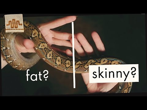 How to tell if your Snake is too FAT? (or SKINNY!)