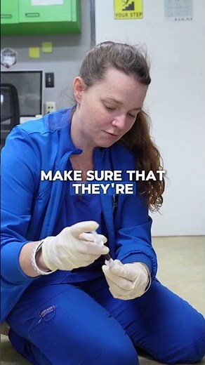 What CBC and Chemistry Panels Really Tell Veterinarians