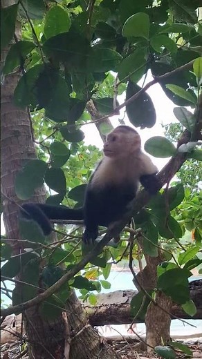 White-Faced Capuchin Monkey in Manuel Antonio, Costa Rica | Hola Nature