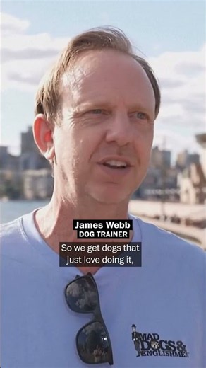 At Sydney's Opera Bar, dogs protect against snack-stealing seagulls