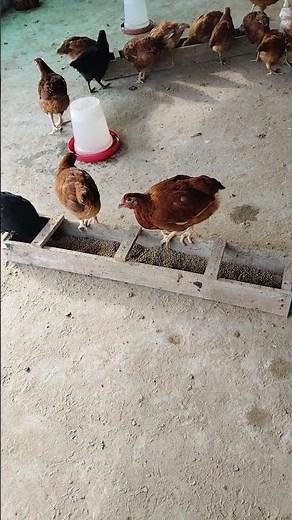 Wooden Chicken Feeder DIY | Best Wooden Feeder for Poultry Farm 🐔 | Rooftop Poultry Farm
