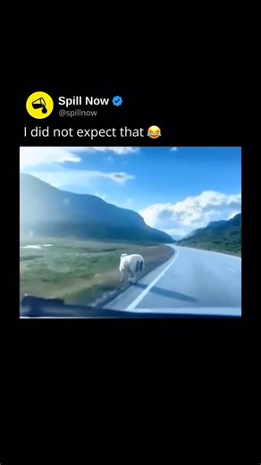 Spill Now on Instagram: "😂 Sheep are social, herd-oriented animals that have lived alongside humans for over 10,000 years, making them one of the earliest domesticated livestock species. They are best known for producing wool, a natural fiber that grows continuously and must be sheared regularly to keep the animal healthy. Sheep also provide meat and milk, and their grazing habits help manage grasslands by preventing overgrowth. Despite the stereotype of sheep being unintelligent, research show