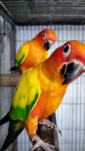 "Adorable Sun Conure Parrot Talking & Playing – A Colorful Show of Charm!"