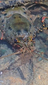 182K views · 1.3K reactions | This is the Sydney Spiny Cray. A brightly coloured native Cray that lives in clear mountain streams. Those little guys on the head are friendly flatworms, not baby Crays! The Spiny Cray transports them around while they feed on the surrounding debris the Cray disturbs. Now that's WILD! #WILD #Conservation #Australia #wildlife #education #fun #nature #river #water #stream #Sydney #NSW #adventure | Wild Conservation | Facebook