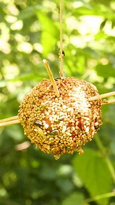 45K views · 37 reactions | Birds Love This! | Crafty Panda How | Facebook