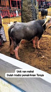 10K views · 122 reactions | Tradisi pemakaman unik Suku Toraja yang dikenal sebagai Rambu Solo' adalah warisan budaya yang memperkaya budaya Indonesia  #fyp #reelsfyp #reelviral #fbpro #torajaunik #torajakeren | Heriana Salenda | Facebook