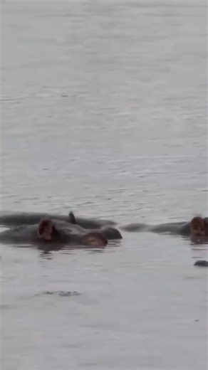 Hippos playing water. #wildlife #wildlife #animal #hippos | Fuyu Animal
