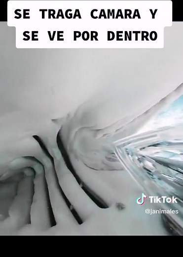 Documental: El Tiburón y su Cámara Interior