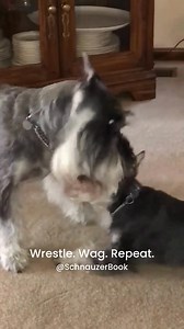 🐶 What’s cuter than one Schnauzer? Two Schnauzers wrestling for the title of Couch Champion! 🤣. Every round ends in tail wags and happy chaos. 💛 #schnauzerbook #schnauzerlife #doghumor | Schnauzer Book