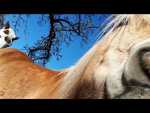 "So tickt IHR Pferd" & "Handbuch Pferdeverhalten" (Rezension)