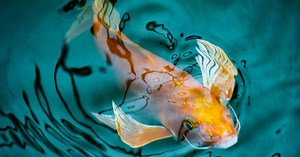 Les poissons peuvent-ils se noyer ?