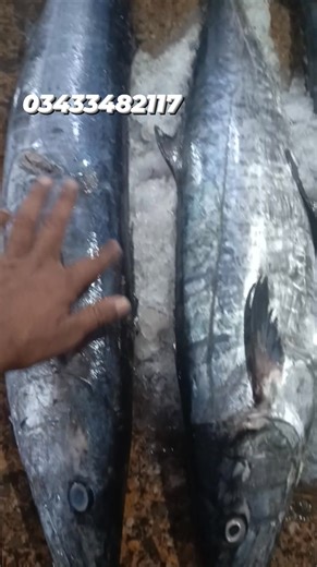 38K views · 545 reactions | Difference between Waho and King Fish #prawnscurrychallenge #whitepomret #fishmarketkarachi #suwafish #latestfishrates #fypシ゚ #karachifishing #prawns #seafood #fishmarket | Qasim Ocean Feast | Facebook