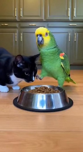 Funny Parrot Sacrifice: Hilarious Animal Antics