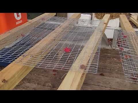 Easy DIY jumbo Coturnix Quail stackable, portable (sellable) cage with Egg Roll Out. Tips and Tricks