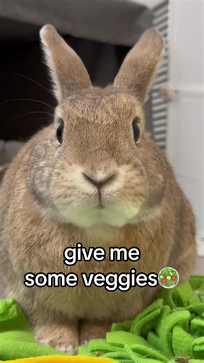 I Am Your Bunny - Funny Pet Rabbit Compilation