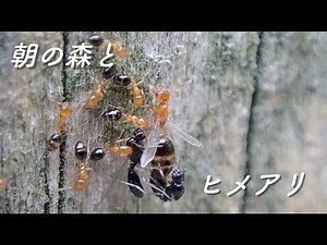 ◆朝の森の探索とヒメアリの交尾行動◆＜2020.06.29＞【アリの巣】【蟻 飼育 観察 巣作り 捕食 実験】Japanese Ant