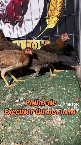 Executor Game Farm (@executorgamefarm78)’s videos with original sound - Executor Game Farm