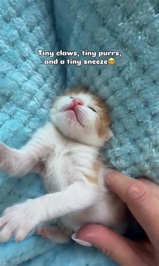Lottie🥹 17 days old#purrrfect #tinykitten#newbornkitten#kittenrescue#explorepage