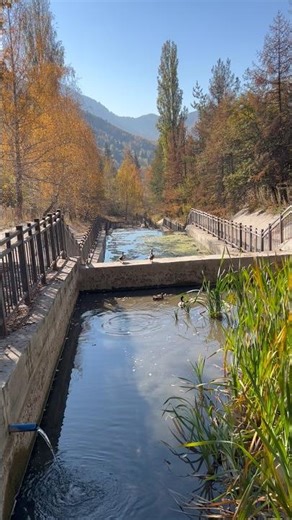 Mountain Stream Near Medeu | Autumn Water Sounds 🍁💧