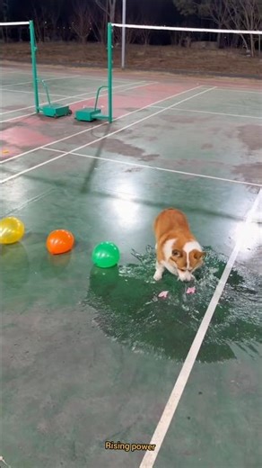 Doggy bursts balloons to surprise #tiktoktrende