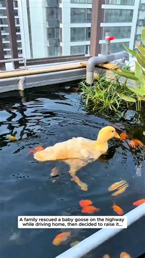 60K views · 1.4K reactions | A family rescued a baby goose on the highway while driving home, then decided to raise it... #goose #goosling #animal | Animals Stories | Facebook