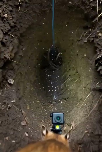 What a Field Mouse Sees Underground (POV)