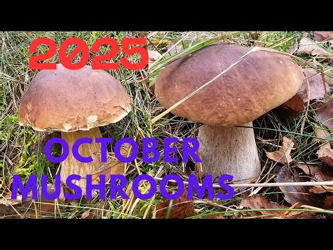 Mushroom hunting in October 2025 Czech Republic