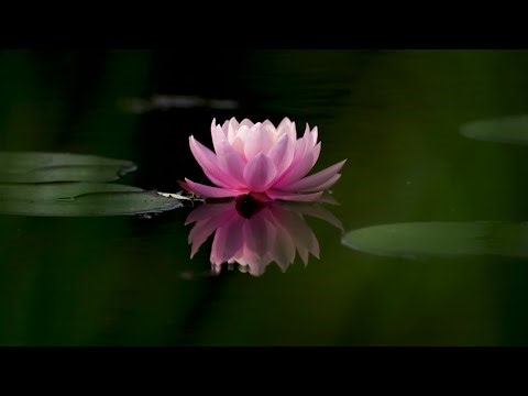 "Calming Bible Verses for Peace & Comfort | Scriptures to Soothe the Soul"